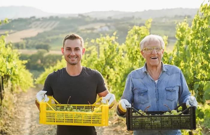 Youthful man and senior man holding baskets of grapes.